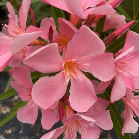 Leander - Nerium oleander - Tito Poggi