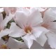 Leander - Nerium oleander - Art Deco