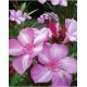 Leander - Nerium oleander - Simie