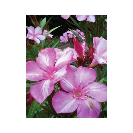 Leander - Nerium oleander - Simie