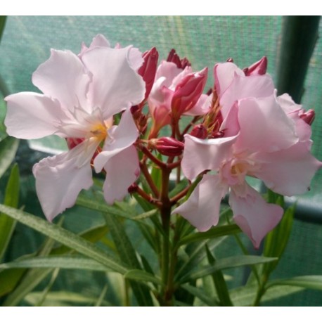 Leander - Nerium oleander - Gotsis Euridyke