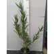 Leander - Nerium oleander - Art Deco