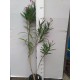 Leander - Nerium oleander - Gotsis Euridyke