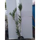 Leander - Nerium oleander - Simie
