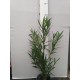 Leander - Nerium oleander - Rosario