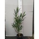 Leander - Nerium oleander - Színváltós rózsaszín