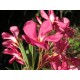 Leander - Nerium oleander - Maresciallo Graciani