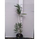 Leander - Nerium oleander - Maresciallo Graciani
