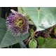 20 - Passiflora ligularis - Édes granadilla