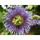 20 - Passiflora ligularis - Édes granadilla