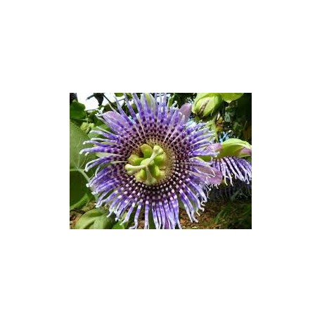 20 - Passiflora ligularis - Édes granadilla