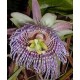 20 - Passiflora ligularis - Édes granadilla