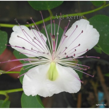Kapri cserje -Capparis spinosa