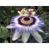 Passiflora caerulea-Télálló golgotavirág
