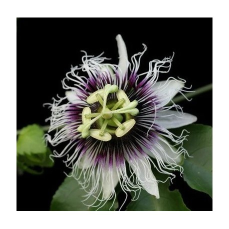 22 - Passiflora edulis flavicarpa - Sárga maracuja