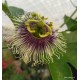 22 - Passiflora edulis flavicarpa - Sárga maracuja