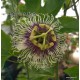 8 - Passiflora edulis - Maracuja - Passiogyümölcs - Golgotavirág