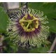 8 - Passiflora edulis - Maracuja - Passiogyümölcs - Golgotavirág