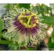 8 - Passiflora edulis - Maracuja - Passiogyümölcs - Golgotavirág