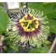 8 - Passiflora edulis - Maracuja - Passiogyümölcs - Golgotavirág