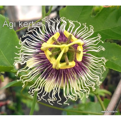 8 - Passiflora edulis - Maracuja - Passiogyümölcs - Golgotavirág