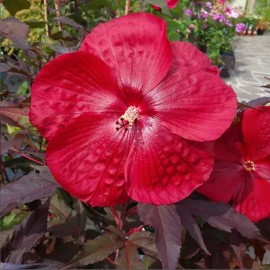 18 - Mocsári hibiszkusz - Geant Red - Hibiscus moscheutos