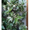 Csillagjázmin mag, tarka levelű - Trachelospermum jasminoides variegata
