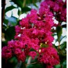 14 - Selyemmirtusz mag, fuksziavörös - Lagerstroemia "Tonto"