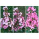 11 - Selyemmirtusz, színváltós rózsaszín - Lagerstroemia "Sioux"