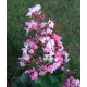 11 - Selyemmirtusz, színváltós rózsaszín - Lagerstroemia "Sioux"