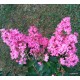 11 - Selyemmirtusz, színváltós rózsaszín - Lagerstroemia "Sioux"