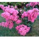 11 - Selyemmirtusz, színváltós rózsaszín - Lagerstroemia "Sioux"