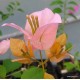 59-Narancsos-rózsaszín--Blondie - Hugh Evans - Murvafürt-Bougainvillea