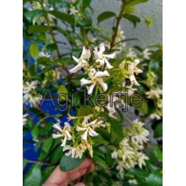 Csillagjázmin, fehér -Trachelospermum jasminoides