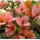 59-Narancsos-rózsaszín--Blondie - Hugh Evans - Murvafürt-Bougainvillea