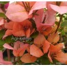 59-Narancsos-rózsaszín--Blondie - Hugh Evans - Murvafürt-Bougainvillea