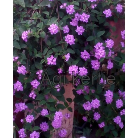 Futó sétányrózsa-Lantana montevidensis