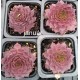 3 - Kövirózsa - Sötét bordós, sárga hegyű - Sempervivum