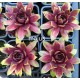 3 - Kövirózsa - Sötét bordós, sárga hegyű - Sempervivum