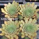 3 - Kövirózsa - Sötét bordós, sárga hegyű - Sempervivum