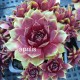 3 - Kövirózsa - Sötét bordós, sárga hegyű - Sempervivum