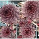 35 - Kövirózsa - bordós-mályvás-fémes színű