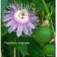 Passiflora incarnata mag - Maracuja, májusalma, maypop magjai