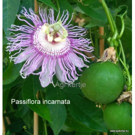 Passiflora incarnata mag - Maracuja, májusalma, maypop magjai