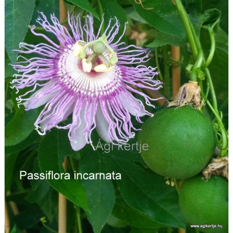 Passiflora incarnata mag - Maracuja, májusalma, maypop magjai