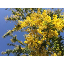 Acacia dealbata mag - Ezüstös akácia mag - Illatos mimóza