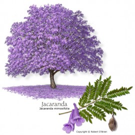 Jacaranda mimosifolia mag - Páfrányfa mag