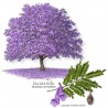 Jacaranda mimosifolia mag - Páfrányfa mag