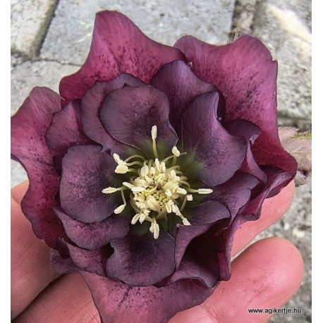 Keleti hunyor - Helleborus orientalis -  Bordó dupla