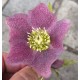 Keleti hunyor - Helleborus orientalis -  Bordó pöttyös, szimpla